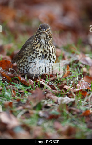 song thrush (Turdus philomelos) standing amongst autumn leaves Stock Photo