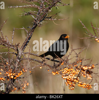 blackbird (Turdus merula) male feeding on sea buckthorn berries Stock Photo