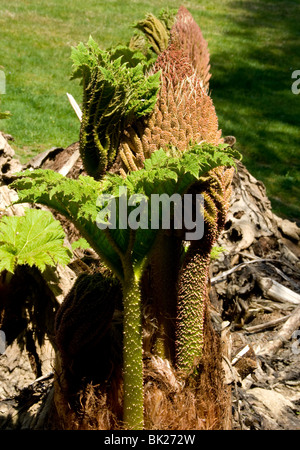 Gunnera Tinctoria, Giant Ornamental Rhubarb photographed at Trebah Gardens in Cornwall, early Spring Stock Photo