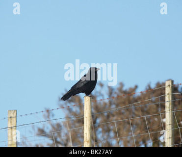 Carrion crow (Corvus corone) perching on fence post Stock Photo