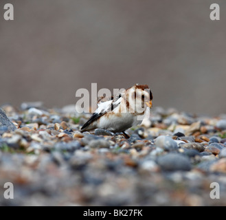 Snow bunting (Plectrophenax nivalis) female on shingle Stock Photo