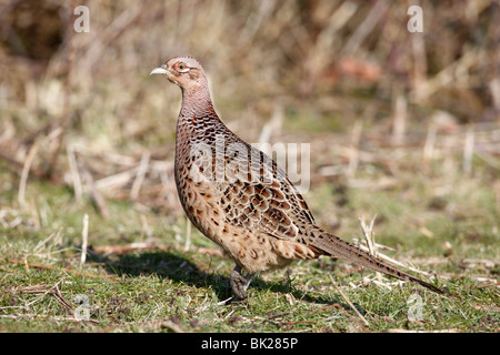 Pheasant (Phasianus colchicus) hen on ground side view Stock Photo