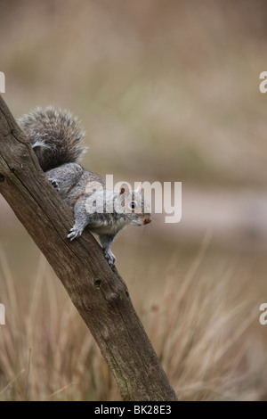 Grey squirrel (Sciurus carolinensis) sitting on dead branch Stock Photo