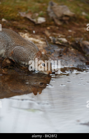 Grey squirrel (Sciurus carolinensis) drinking from garden pond Stock Photo