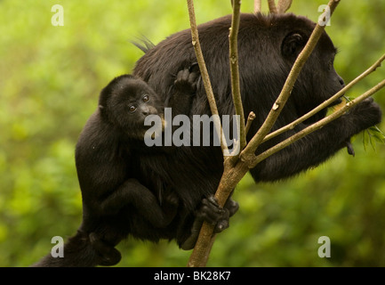 A black female howler monkey carries her baby in Las Guacamayas tourist Center, Montes Azules Biosphere Reserve, Chiapas, Mexico Stock Photo
