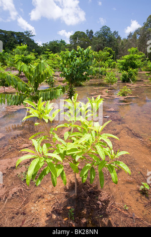 Planting rain forest trees in the Daintree as part of a carbon offset project, Australia. Stock Photo