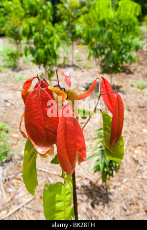 Planting rain forest trees in the Daintree as part of a carbon offset project, Australia. Stock Photo