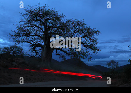 The light trails of a car is left behind in a landscape showing the silhouette of a Boabab tree in, Cape Maclear, Malawi Stock Photo