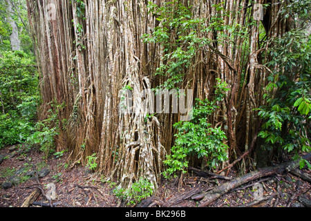 The Curtain Fig Tree, a massive Green Fig Tree (Ficus virens) in the Daintree Rainforest on the Atherton Tablelands, Australia. Stock Photo