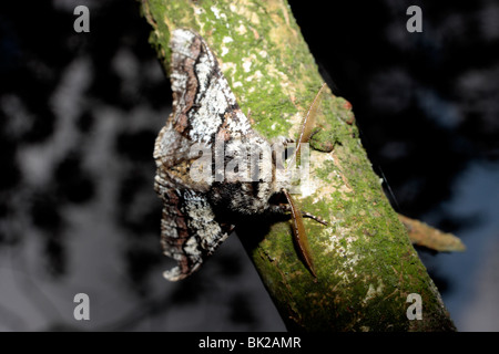Oak Beauty Moth. Stock Photo
