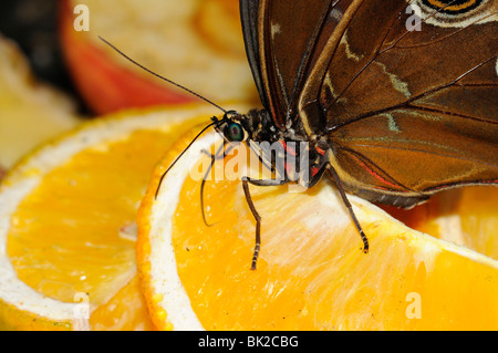 Blue Morpho Butterfly (Morpho peleides) feeding on fruit, close-up showing extended tongue, native to South America Stock Photo