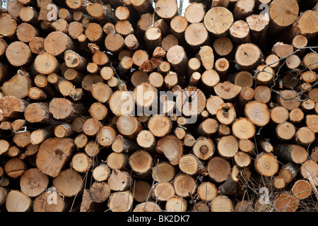 Hastings, Michigan - Wood stacked for pickup after logging in Michigan forest. Stock Photo