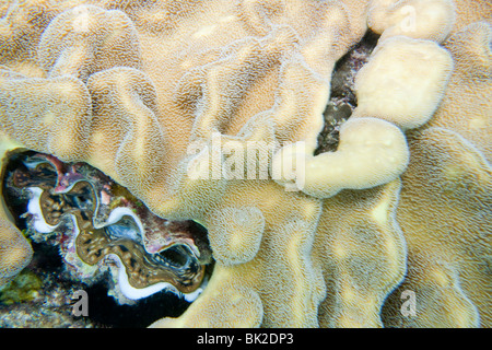 A giant clam amongst coral on the great barrier reef, Australia. Stock Photo