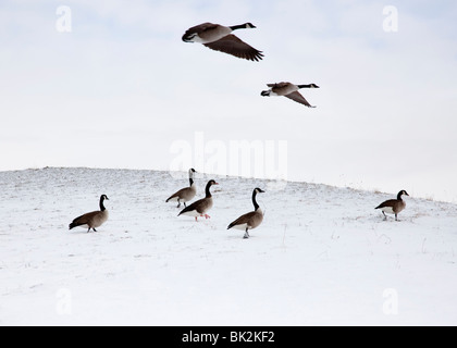 Flying geese in snowy landscape Stock Photo