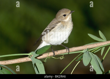 Female Pied Flycatcher (Ficedula hypoleuca) Stock Photo