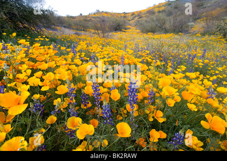 A large field of orange and yellow poppies and wildflowers at Catalina State Park near Tucson, Arizona. Stock Photo