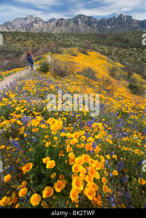 A woman hikes past a large field of orange and yellow poppies and wildflowers at Catalina State Park near Tucson, Arizona. Stock Photo