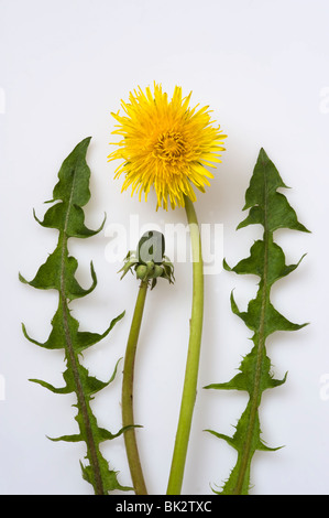 dandelion alamy stalk bud leaves showing against flower background similar