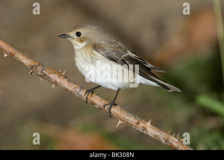 Female Pied Flycatcher (Ficedula hypoleuca) Stock Photo