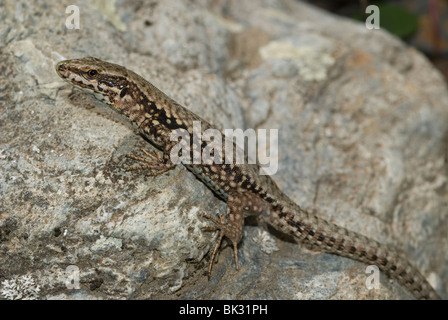 Common wall lizard (Podarcis muralis) Stock Photo