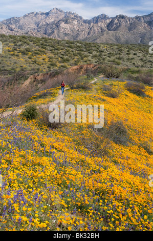 A woman hikes past a large field of orange and yellow poppies and wildflowers at Catalina State Park near Tucson, Arizona. Stock Photo