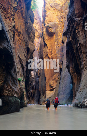 Hiking in the North Fork of the Virgin River in the Zion Narrows in Zion National Park, Utah. Stock Photo