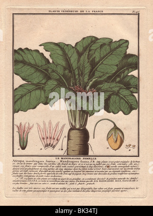 Female mandrake plant (Atropa mandragora or Mandragora officinarum). Stock Photo