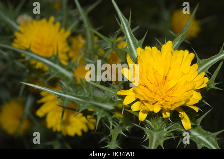 Common Golden Thistle or Spanish Oyster Thistle (Scolymus hispanicus) Stock Photo
