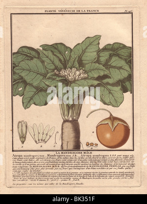 Male mandrake plant (Atropa mandragora or Mandragora officinarum). Stock Photo