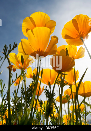 Looking up at the underside of orange Mexican poppies. Stock Photo