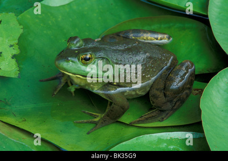 Bullfrog Rana catesbiana on Water Lily pad E USA, by Skip Moody/Dembinsky Photo Assoc Stock Photo