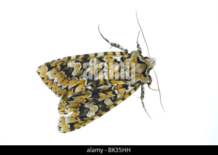 Merveille du Jour moth (Dichonia aprilina) Live insect photographed against a white background on a portable studio. Stock Photo
