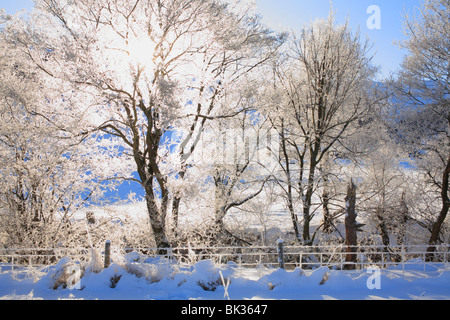 Sunshine through ice covered trees beside a river, after several days of extreme cold and still air. Powys, Wales. Stock Photo