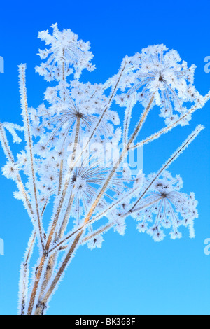 Ice crystals forming on a seedhead of Wild Angelica (Angelica sylvestris). Powys, Wales. Stock Photo