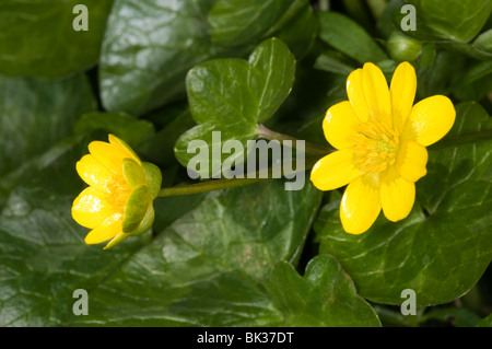 Lesser Celandine Ranunculus ficaria flowers Stock Photo