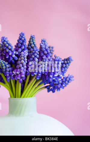 bunch of muscari or grape hyacinth in a vase against a pink background