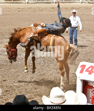 A cowboy rides a bucking bronco bareback during Calgary's signature event: The Calgary Stampede Rodeo Stock Photo
