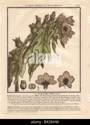 Henbane or stinking nightshade (Hyoscyamus niger), poisonous plant.  La jusquiame noire Stock Photo
