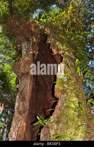 Myrtle Beech tree (Nothofagus cunninghamii) with burls and epiphytes at Maits Rest, Otway National Park, Victoria, Australia Stock Photo