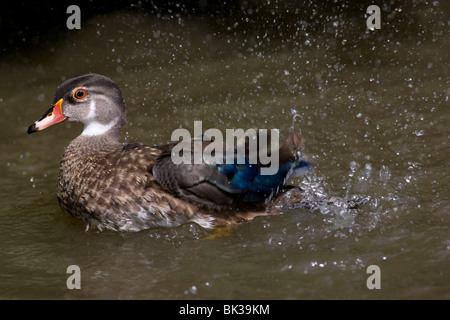 North American wood duck - carolina duck - in eclipse plumage Stock Photo