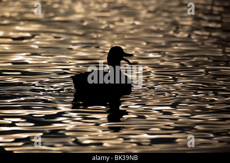 Silhouette of a mallard duck Stock Photo