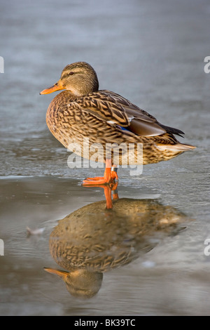 Female mallard duck standing on ice in winter Stock Photo
