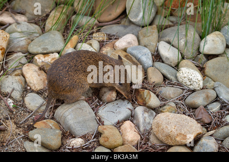 Southern Brown Bandicoot, (Isoodon obesulus), a nocturnal marsupial from Australia Stock Photo