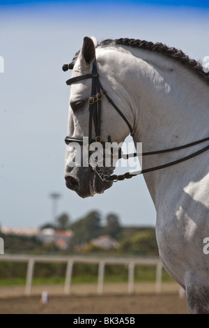 Purebred Spanish Horse Stock Photo