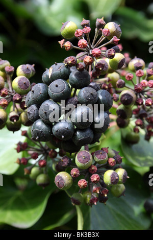 Common Ivy Hedera helix Fruit Taken In Ashton Park, West Kirby, Wirral, UK Stock Photo