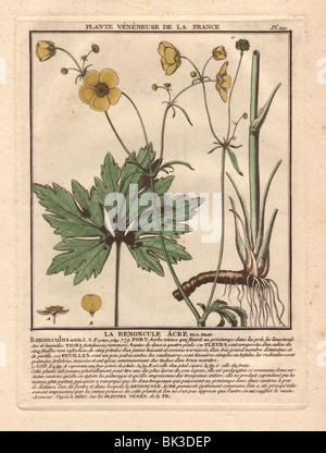 Meadow or tall buttercup  La renoncule âcre ou bouton d'or (Ranunculus acris) Stock Photo