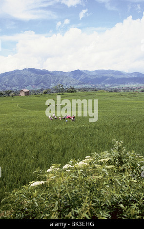 Rice field with farm workers, Kathmandu Valley, Nepal Stock Photo