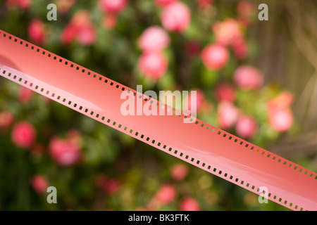 Coils of undeveloped, generic 35mm film emulsion, an antiquated analogue technology replaced by the digital camera pixel Stock Photo