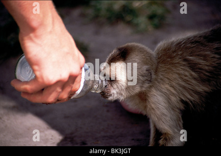 Wedge-capped capuchin monkey or Guianan weeper capuchin (Cebus olivaceus) drinking from a tourist's water bottle in Venezuela, South America Stock Photo
