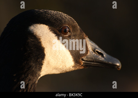 Canada goose (Branta canadensis) close up. Stock Photo